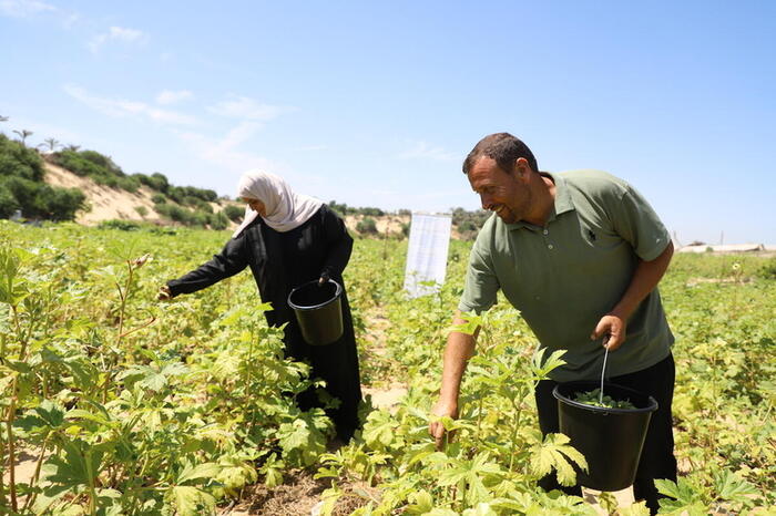 oPt: Gaza Strip: Scale-up in FAO’s conditional cash for farmers projected to help feed 100 000 people over the next year
