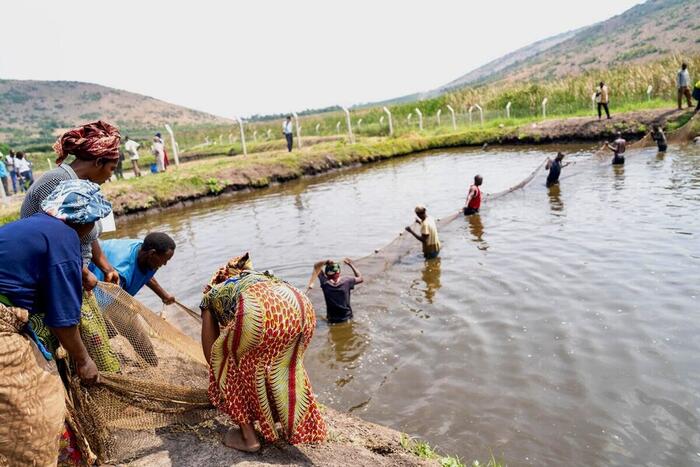 Uganda: From food aid to farming: how refugees in Africa are building food security