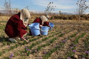Taliban arrests lead to an unexpected protest in western Afghanistan